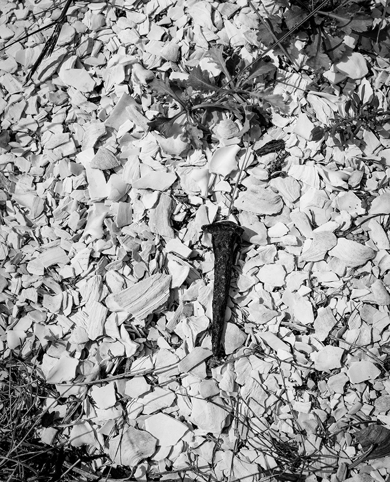 Evidence of life in layers. An antique nail sits on a bed of shells that was at the base of what had been a Malaga home, as plant life presses on.