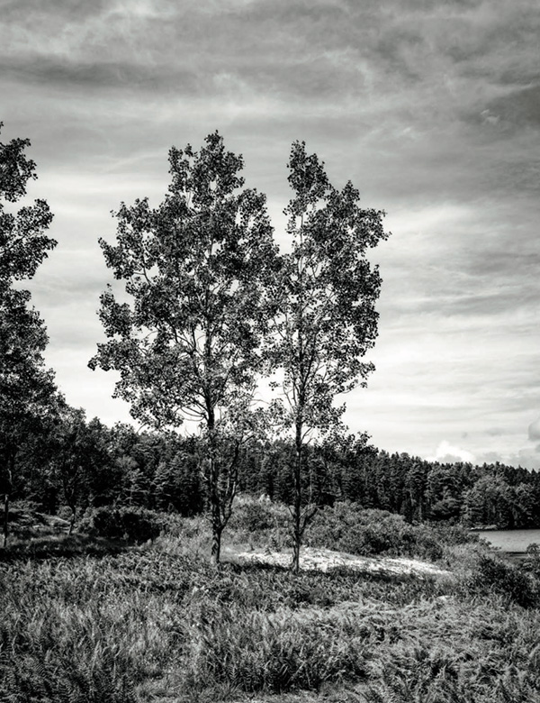 Two trees grow older together, like husband and wife, outside the foundation where a home had been.