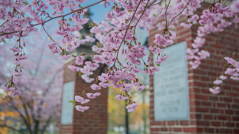 Spring flowers