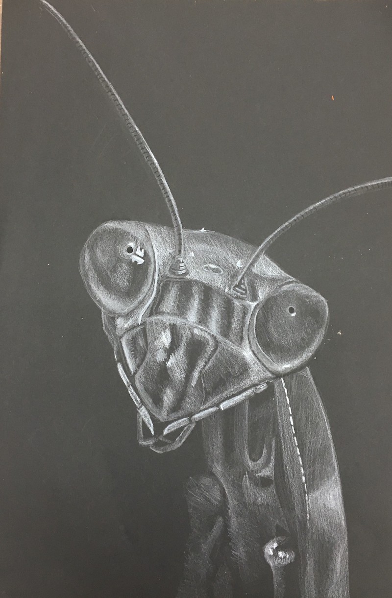 Praying Mantis Portrait in Limited Light by Shane Araujo ‘23