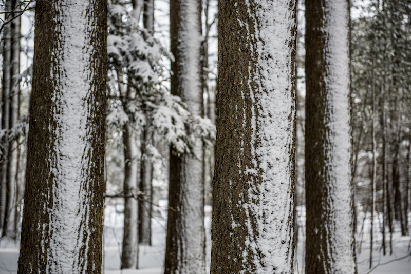 Snowy pine trees