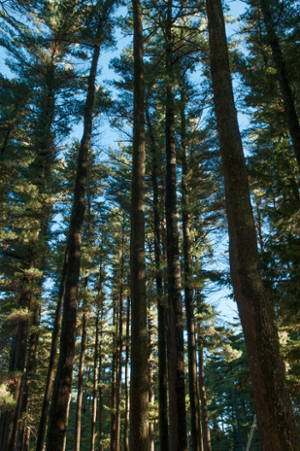 bowdoin pines file