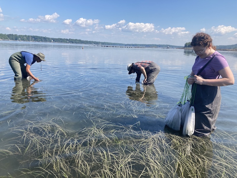 Collecting eelgrass