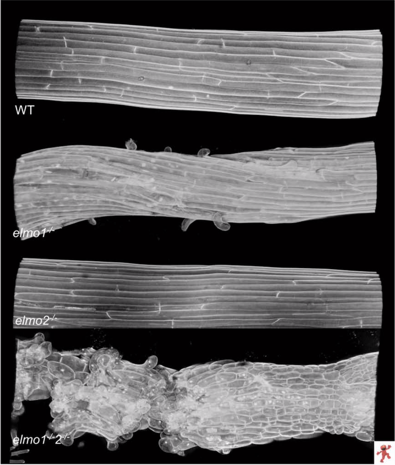 Microscopic images of seedlings. The WT (wildtype) seedlings have normal cell walls, while the others indicate mutations of the Elmo genes.