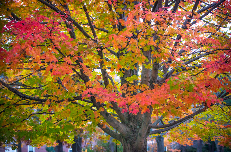 Colorful fall tree