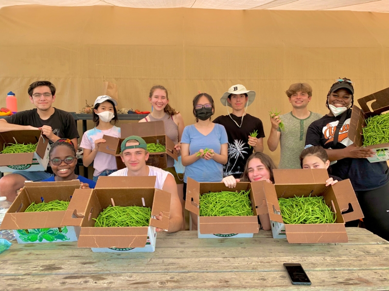 green bean pickers