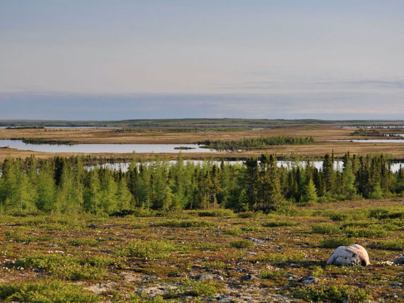 Low arctic tundra landscape