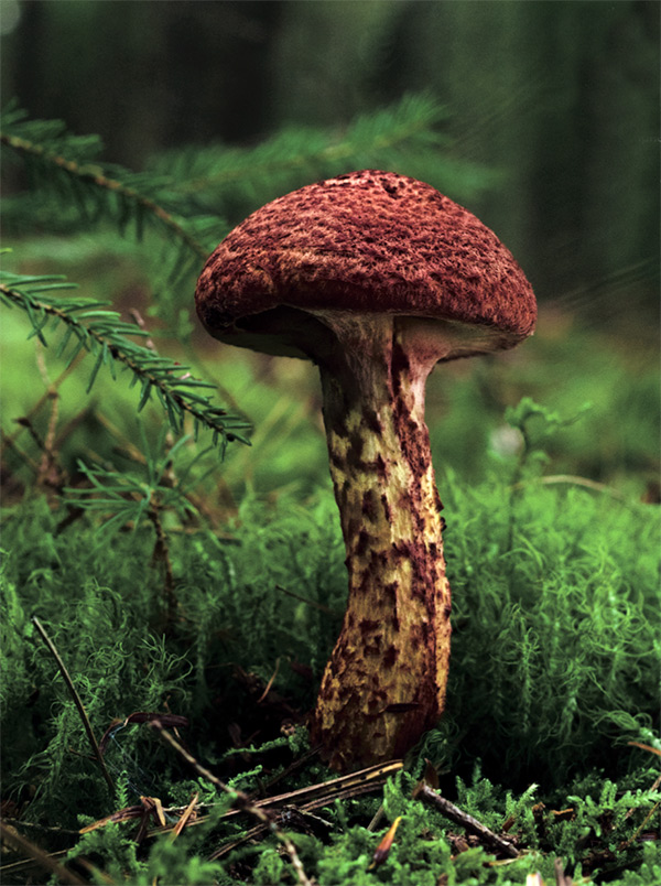 Suillus spraguei, or the Painted Bolete, by Tristan Spinski