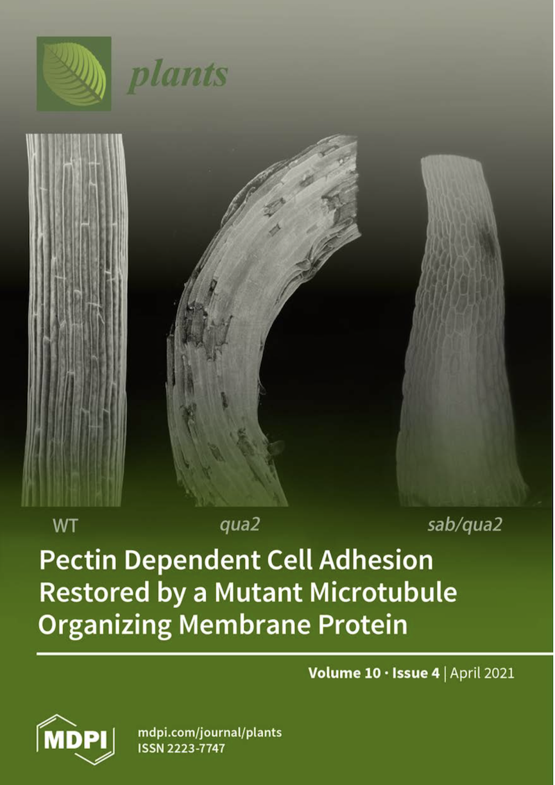 The Kohorn lab research made the cover of the upcoming issue of Plants.