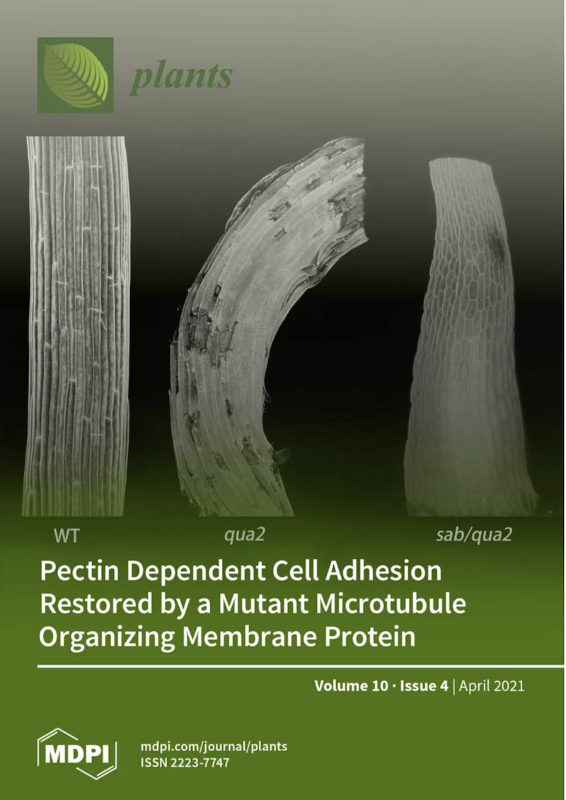 The Kohorn lab research made the cover of the upcoming issue of Plants.