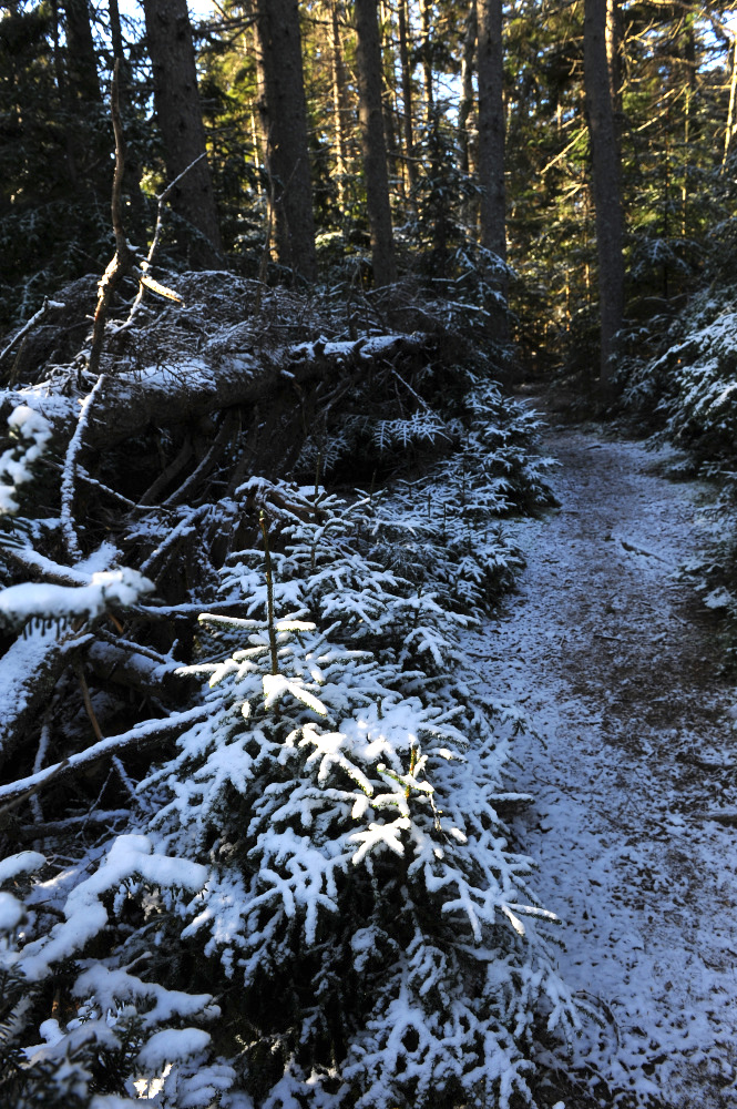 A fallen tree in the Bowdoin Pines