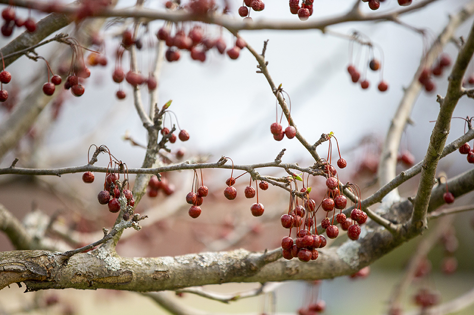A close shot of red berries hanging from a tree on campus.