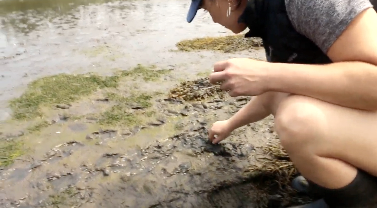 Audrey Shakespear checks for clay on Kent Island