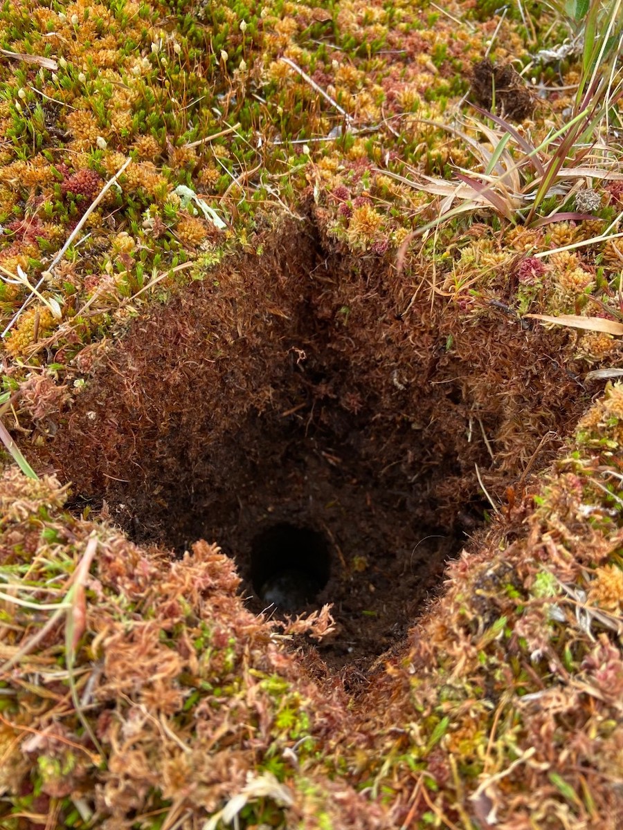 Peat sampled from a Sphagnum hummock (photo credit: P. Camill).