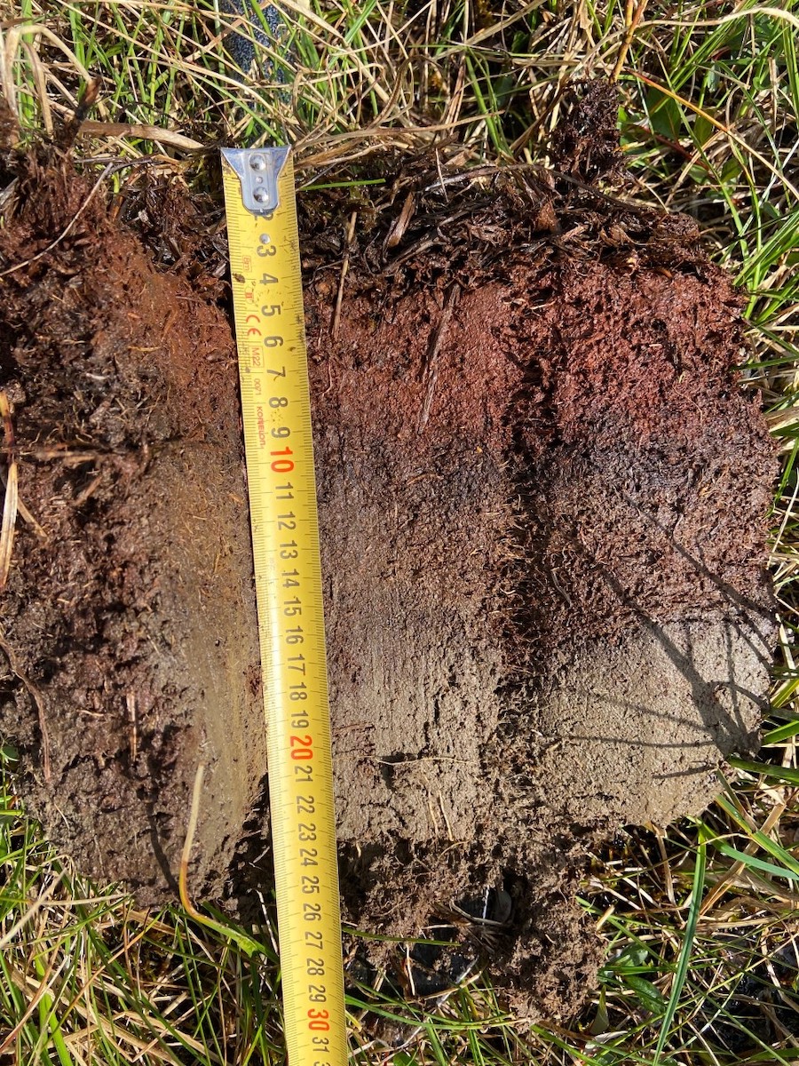 A peat core sampled from a wet sedge meadow (photo credit: P. Camill).
