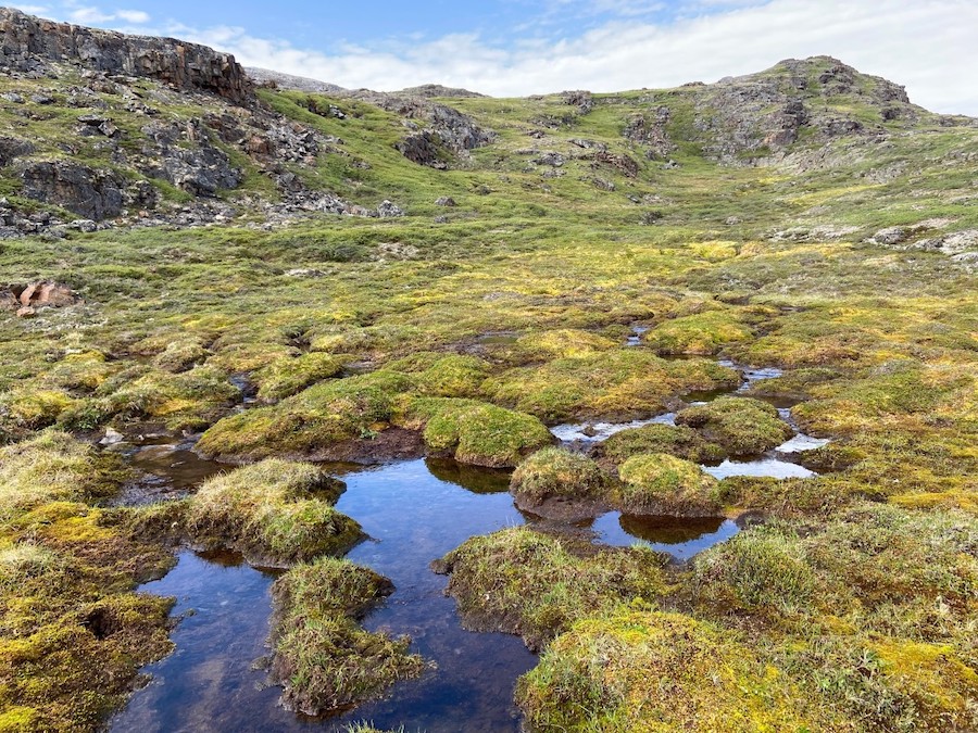 Tundra peatland landscape (photo credit: P. Camill).