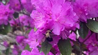Thumbnail from video of rhododendron blossom