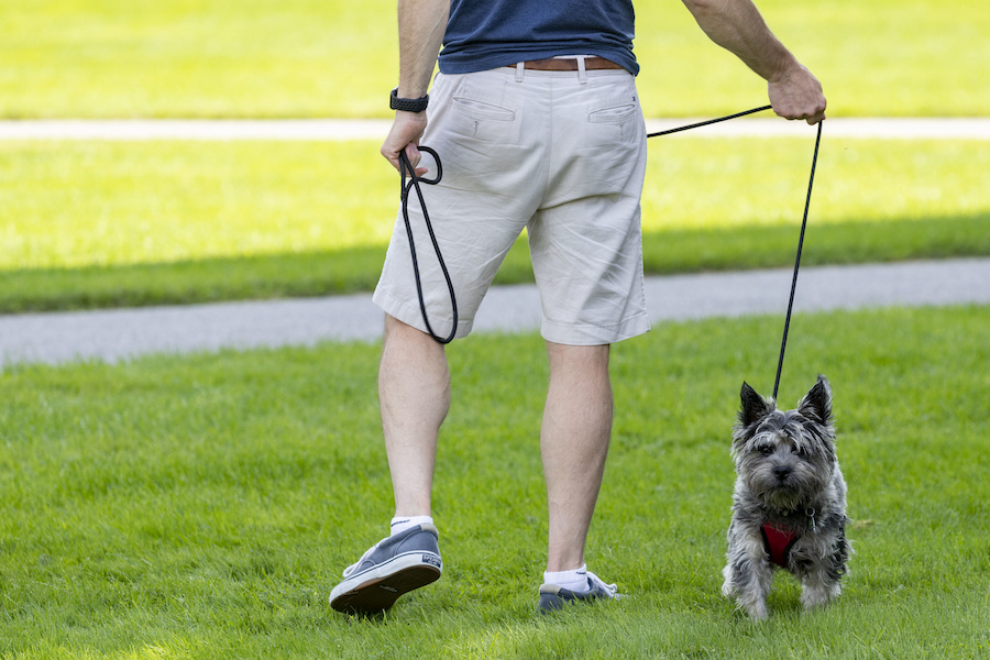 A dog on the Quad