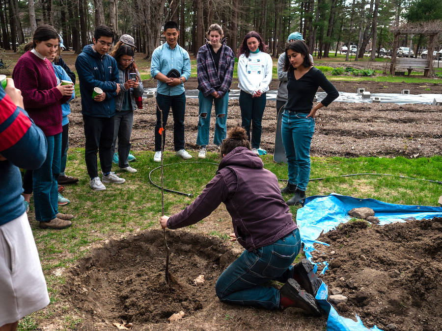 Student plants one of the two pear trees