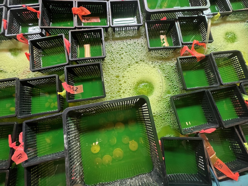Growing green things