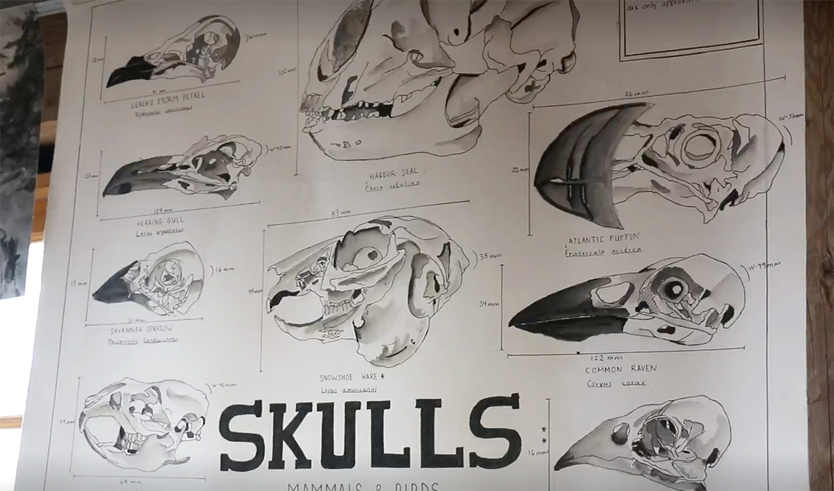 Sketches of skulls by artist-in-residence Alison Ambrosio ‘22, who is attending grad school in the fall for medical illustration.