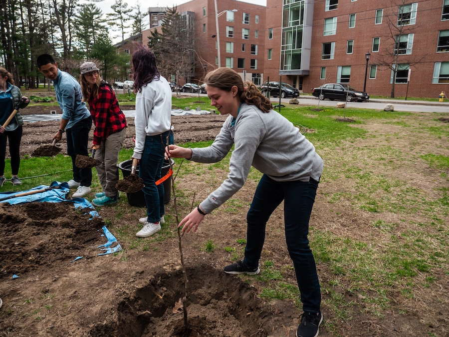 student plants a dwarf tree