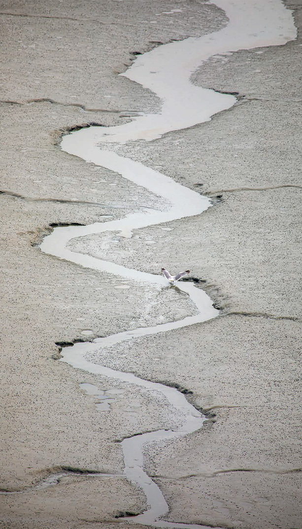 A gull pauses in the water of a curving rivulet.