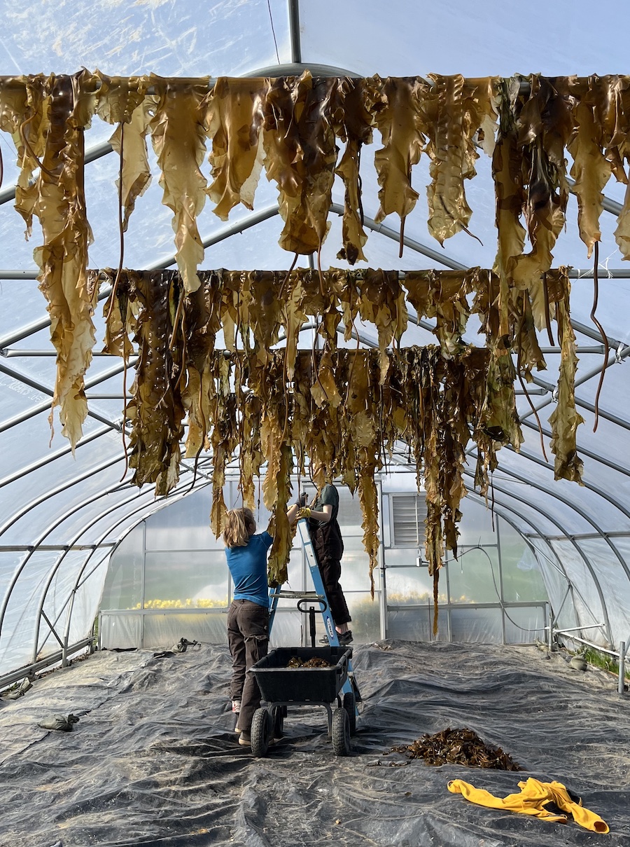 Greta Bolinger helped dry kelp in the greenhouse so it could be processed into fertilizer.