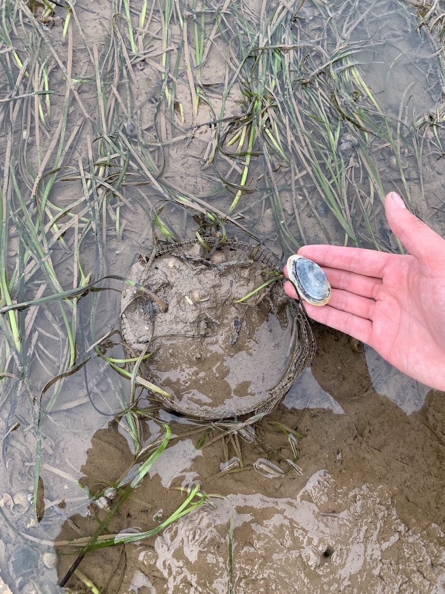 A pot of clams in an eelgrass meadow