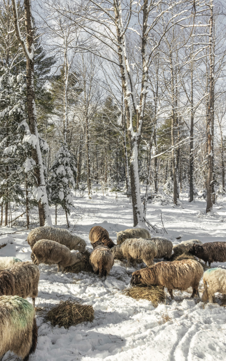 Jeff delivers hay to the forest flock. In the winter months, when there’s no access to forage plants and grasses, the family supplements with hay.