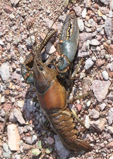 crayfish