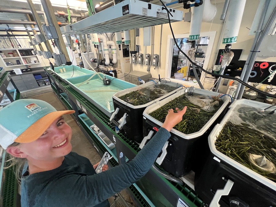 Lucy Dutton with her tanks of eelgrass