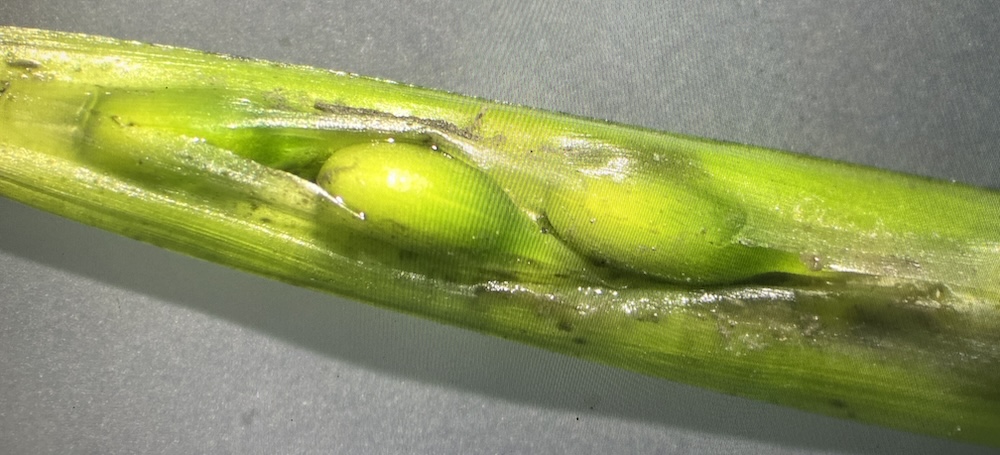 Eelgrass spathe