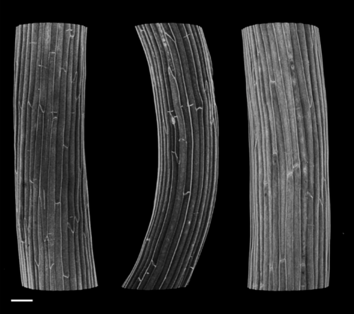 Golgi ELMO1 binds QUA1, QUA2, GAUT9, and ELMO4 and is required for pectin accumulation in Arabidopsis, image courtesy of Bruce Kohorn