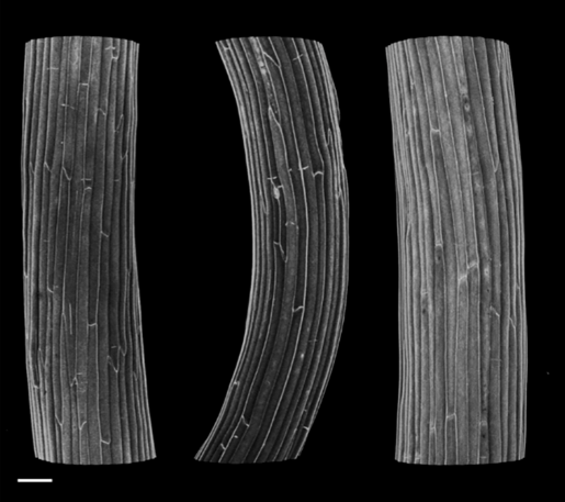 Golgi ELMO1 binds QUA1, QUA2, GAUT9, and ELMO4 and is required for pectin accumulation in Arabidopsis