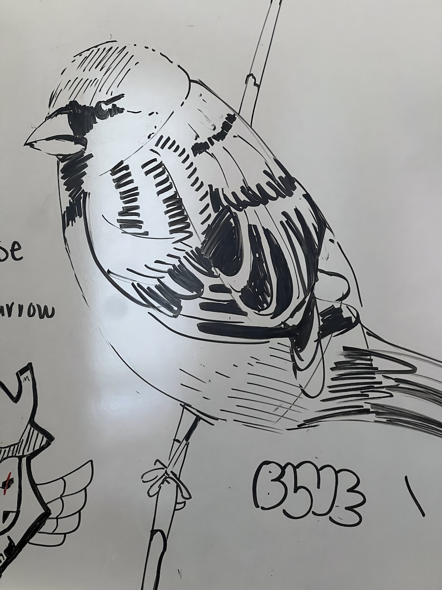 Original house sparrow drawing