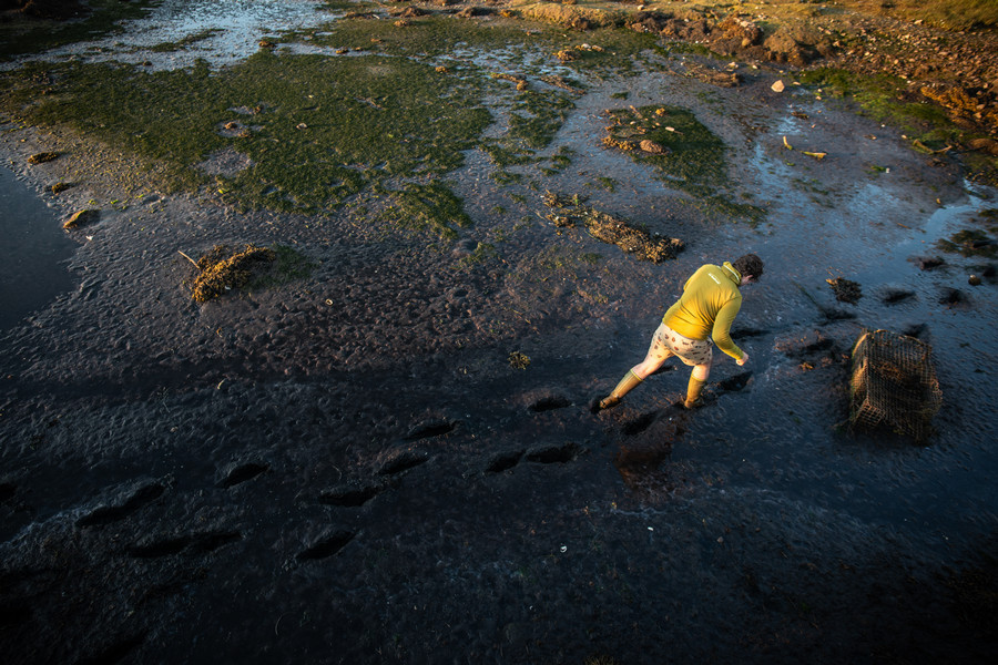 kent island student walk across the tidal zone