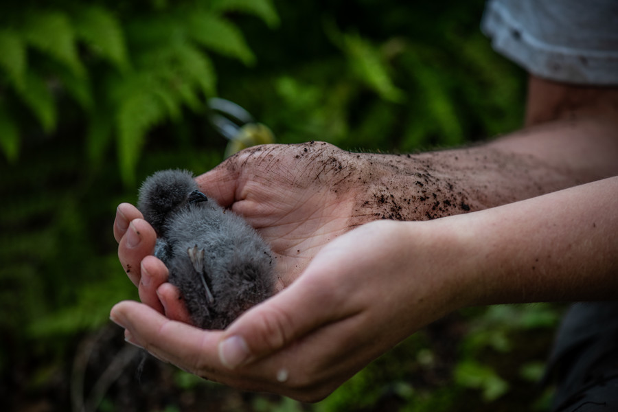 students holds a leach's storm petrel