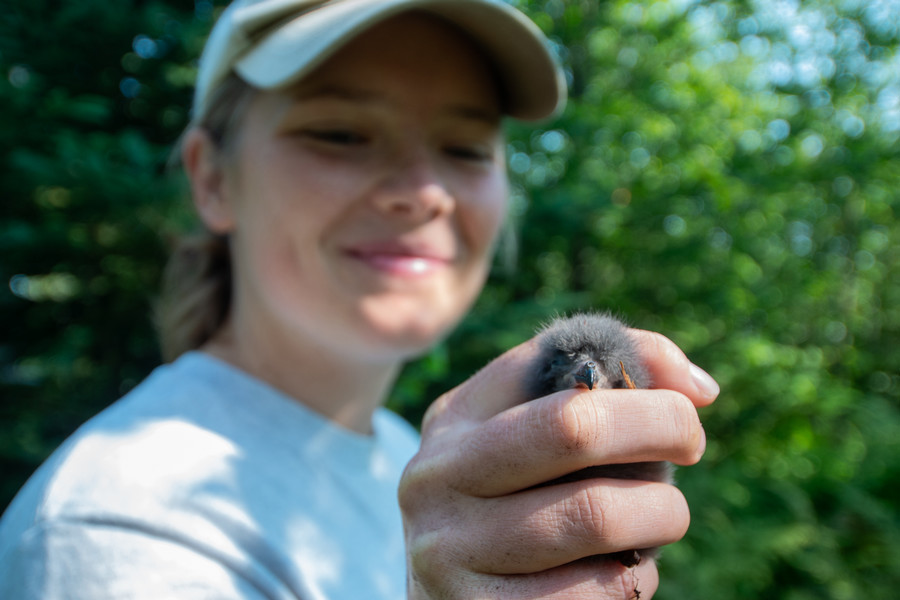 kent island student holding a leach's storm petrel