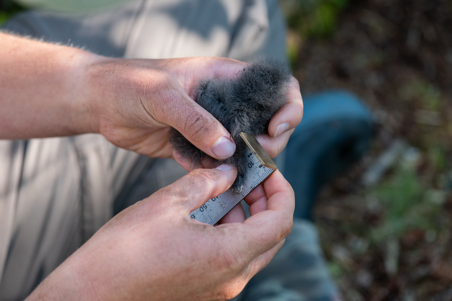 student measures a leach's storm petrel on kent island 2024