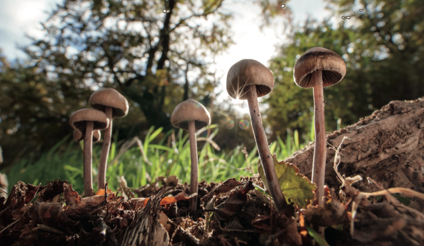 Mushrooms (Panaeolus) emerging from belowground mycelium in Tierra del Fuego, Chile.