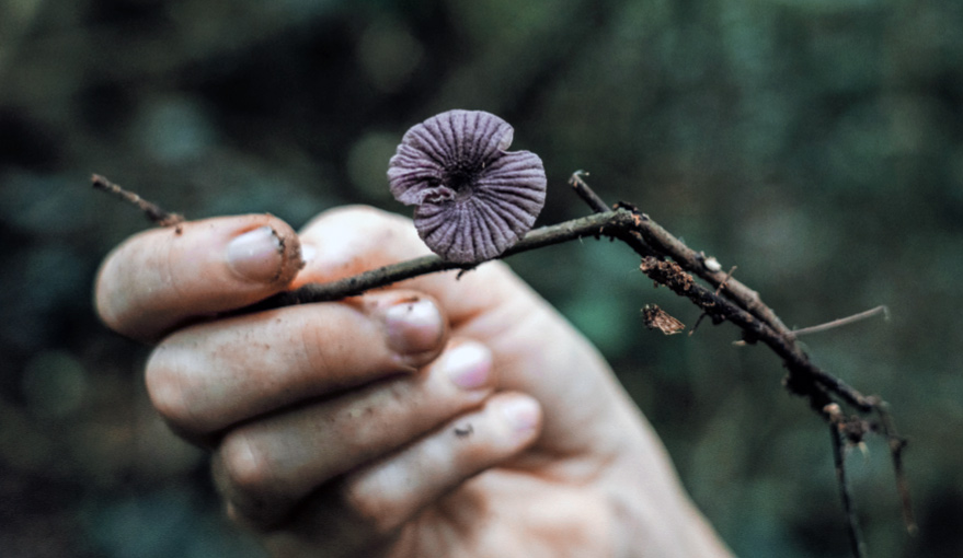 An unknown mushroom found during an expedition in Kakum National Park, Ghana. SPUN sampled coastal and rainforest ecosystems, which are predicted to contain some of the most biodiverse communities of underground fungi on earth.