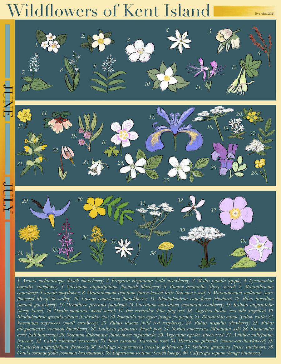 Eva Ahn's wildflowers of Kent Island poster. Ahn created illustrations of the island plants commonly visited by its pollinators.