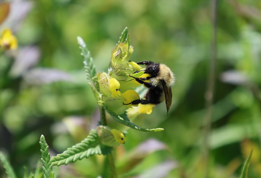 Bumbleebee on a yellow rattle, taken on Kent Island