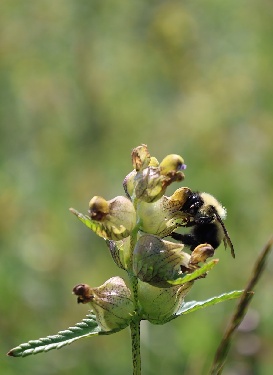 Bombus sandersoni on yellow rattle