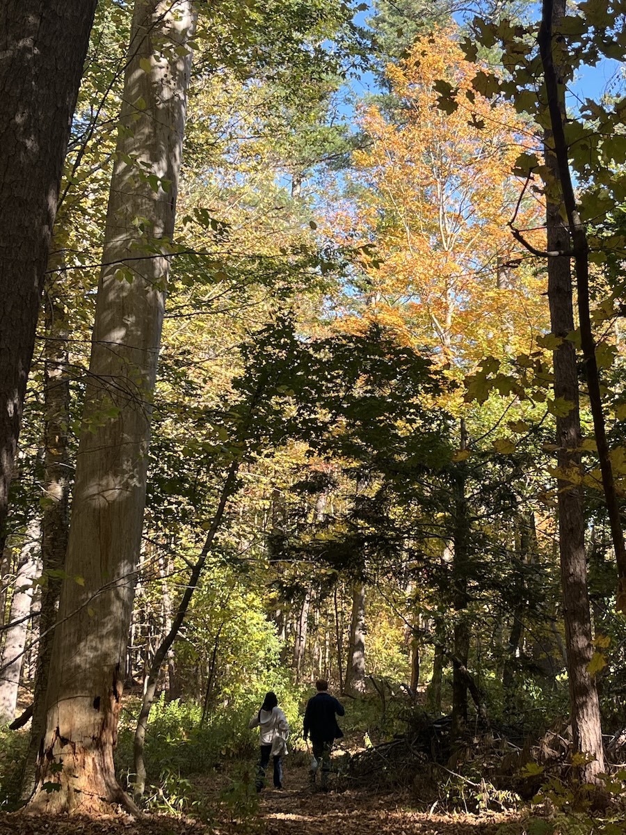 walking and talking in the Bowdoin Pines
