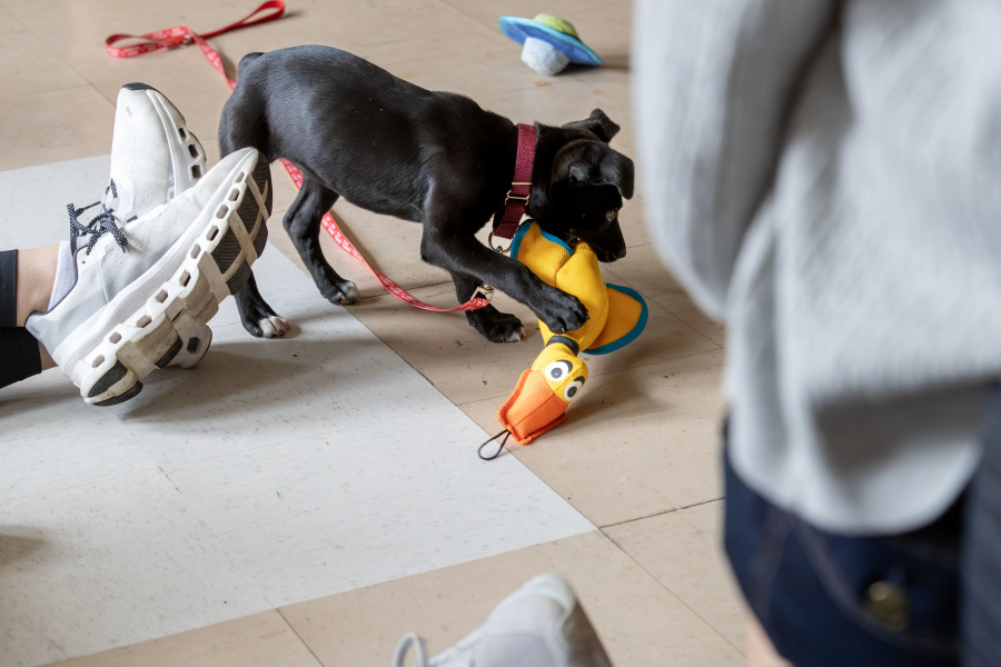 Puppy plays with an orange stuffie