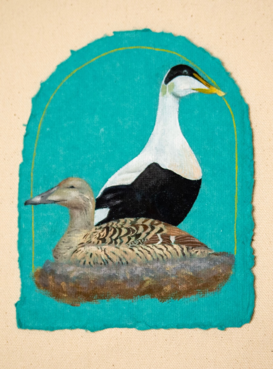 Cora Dow's paintings of seabirds