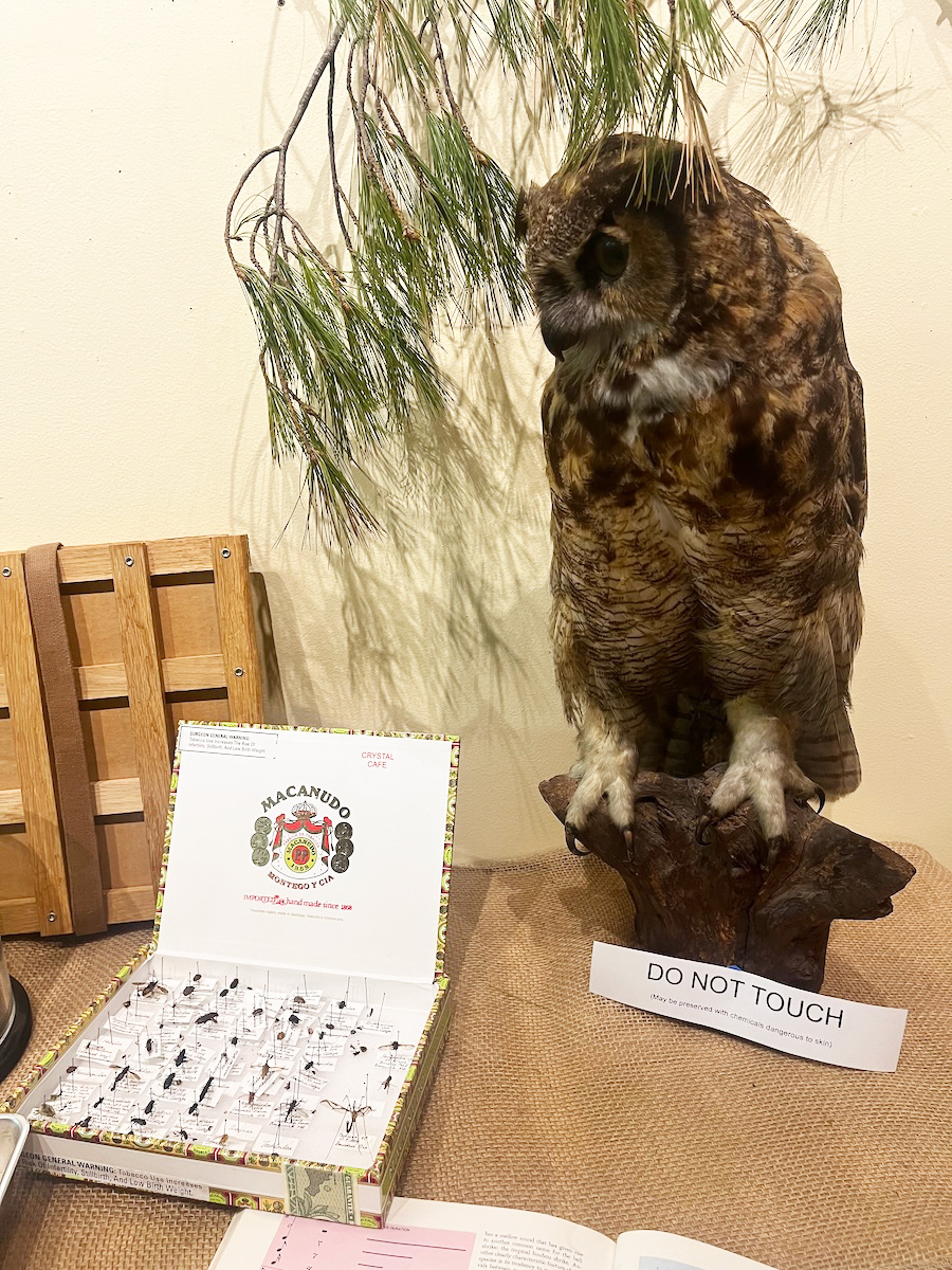 stuffed owl