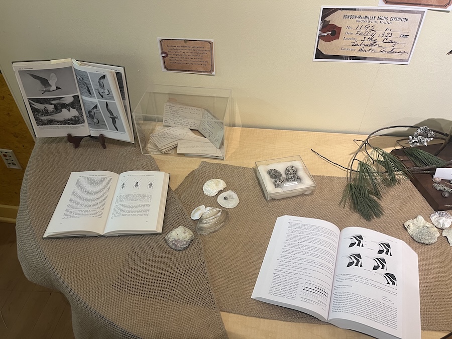 Specimens at the Dead Birds show